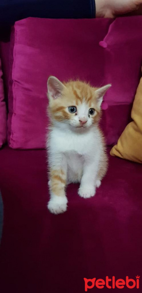 Scottish Fold, Kedi  Portakal fotoğrafı