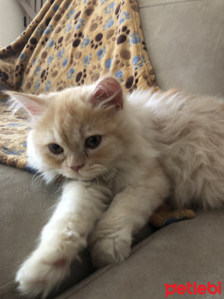 İran Kedisi (Persian), Kedi  Fındık fotoğrafı