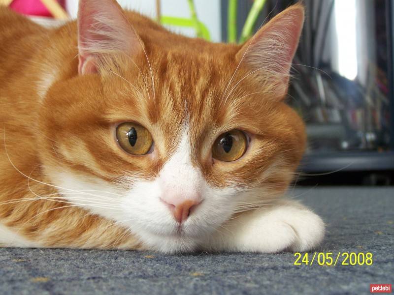 Soke, Kedi  Tarçın  fotoğrafı