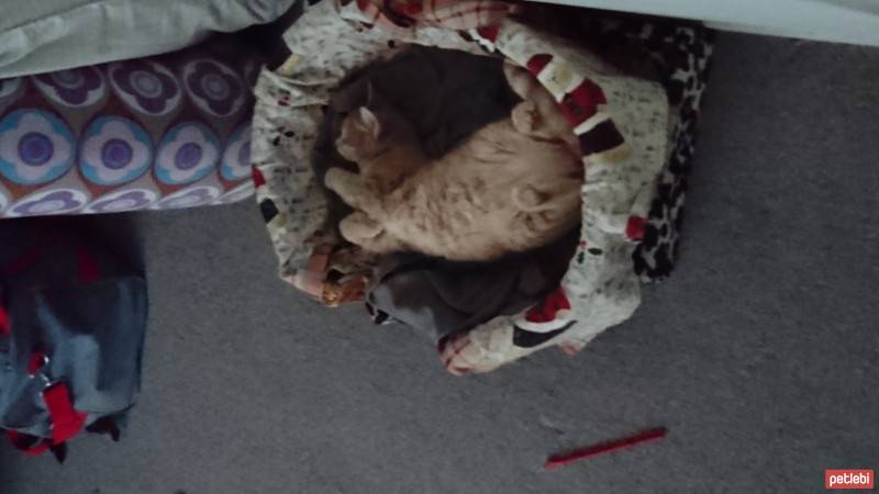 Soke, Kedi  Tarçın  fotoğrafı