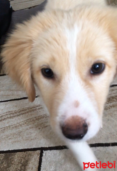 Golden Retriever, Köpek  Tarçın fotoğrafı