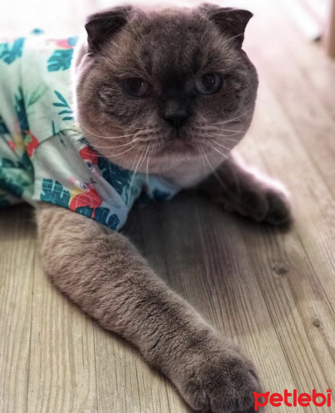 Scottish Fold, Kedi  Kül fotoğrafı