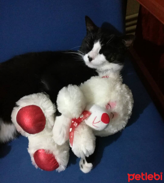 Tuxedo (Smokin) Kedi, Kedi  Teo fotoğrafı