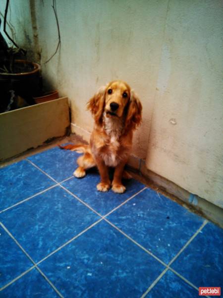 İngiliz Cocker Spaniel, Köpek  Alvin fotoğrafı