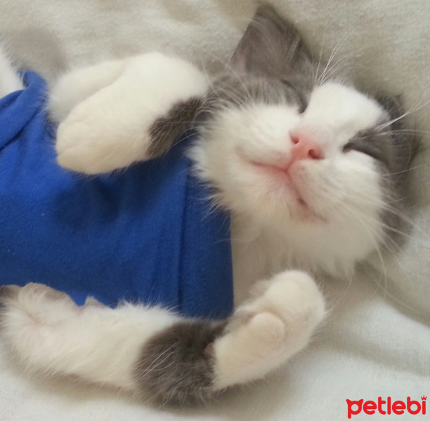 Soke, Kedi  ♥Peluş♥ fotoğrafı