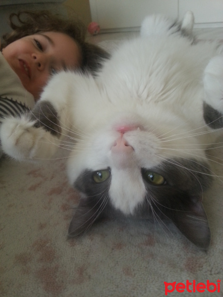 Soke, Kedi  ♥Peluş♥ fotoğrafı