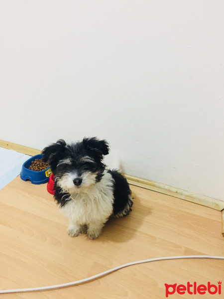 Maltese, Köpek  Karam fotoğrafı