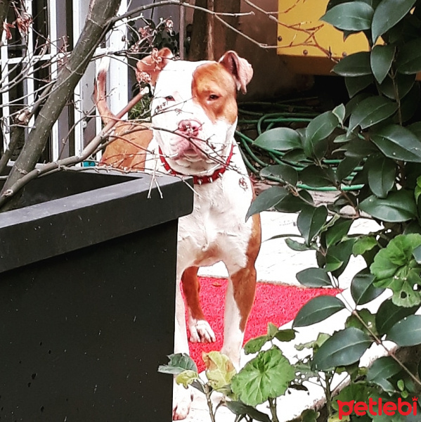 Amerikan Pitbull Terrier, Köpek  Barut fotoğrafı