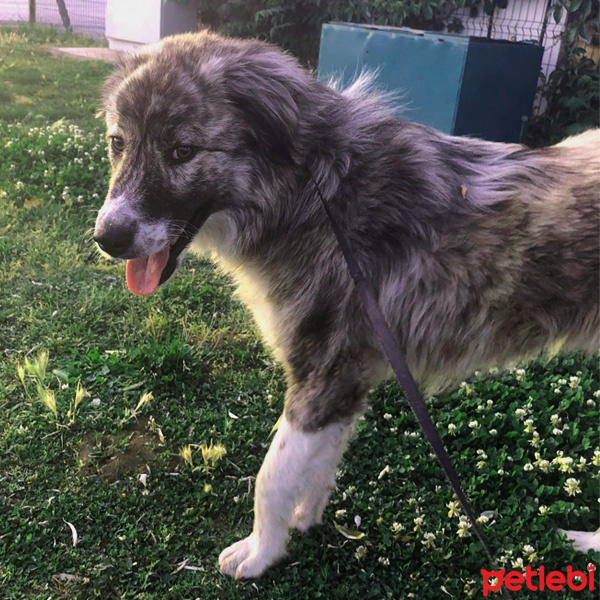 Sokö (Sokak Köpeği), Köpek  Mavi fotoğrafı