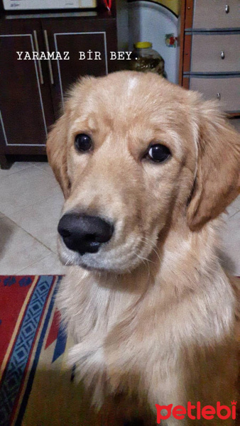 Golden Retriever, Köpek  PAŞA fotoğrafı