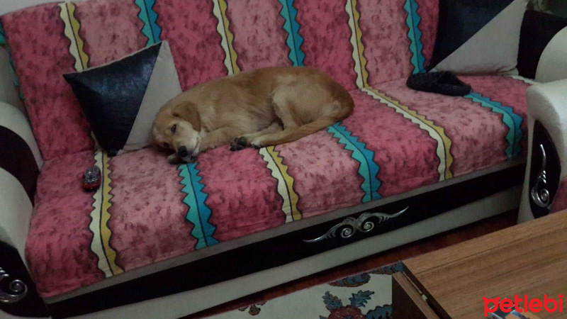 Golden Retriever, Köpek  PAŞA fotoğrafı