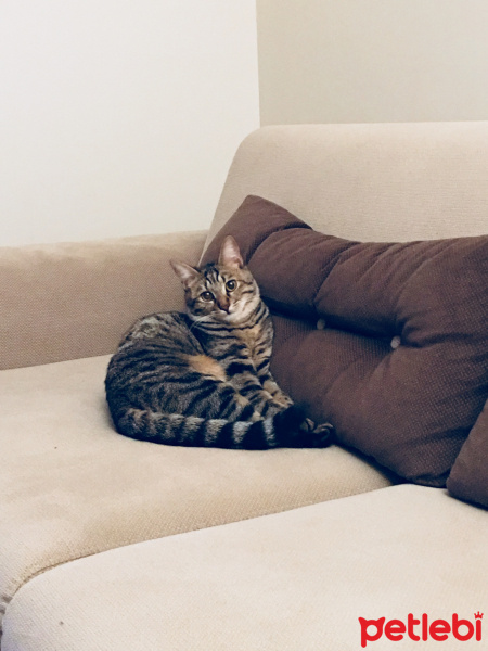 Tekir Kedi, Kedi  Lady fotoğrafı