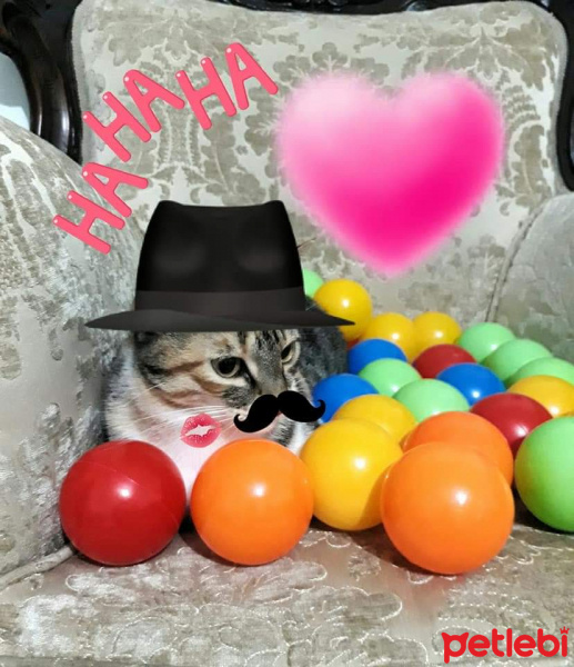 Tekir Kedi, Kedi  Minnos fotoğrafı