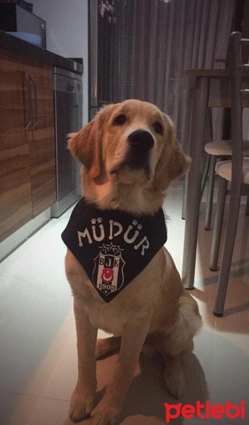 Golden Retriever, Köpek  Müdür fotoğrafı