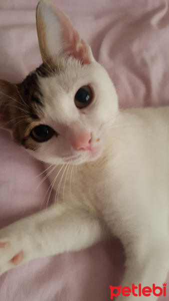 Tekir Kedi, Kedi  Nana fotoğrafı