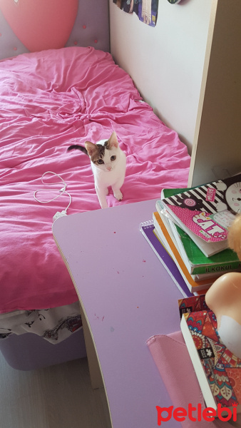 Tekir Kedi, Kedi  Nana fotoğrafı
