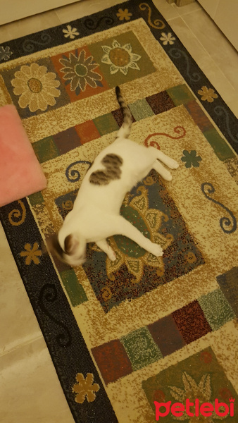 Tekir Kedi, Kedi  Nana fotoğrafı