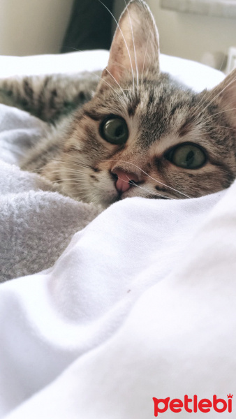 Tekir Kedi, Kedi  Buddy fotoğrafı