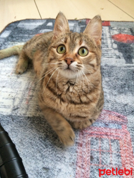 Tekir Kedi, Kedi  Buddy fotoğrafı