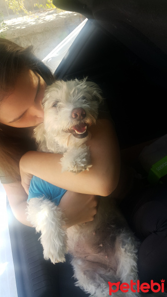 Maltese, Köpek  Luna fotoğrafı