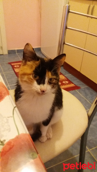 American Wirehair, Kedi  Tarçın fotoğrafı