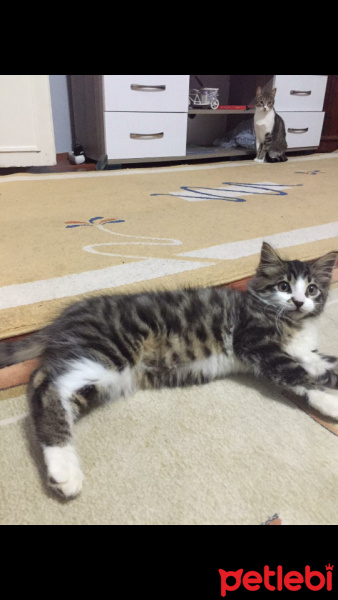 Tekir Kedi, Kedi  Mia fotoğrafı