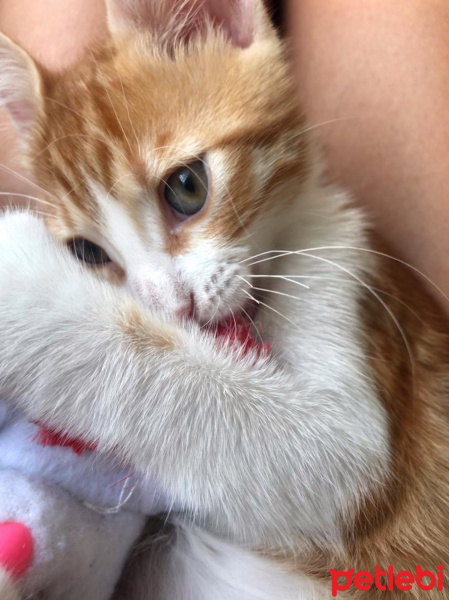 Sarman, Kedi  Çakıl fotoğrafı