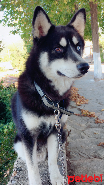 Sibirya Kurdu (Husky), Köpek  Puffy fotoğrafı