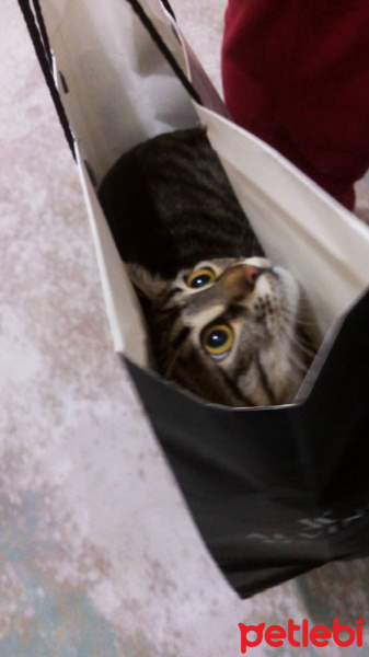 Tekir Kedi, Kedi  Eva fotoğrafı