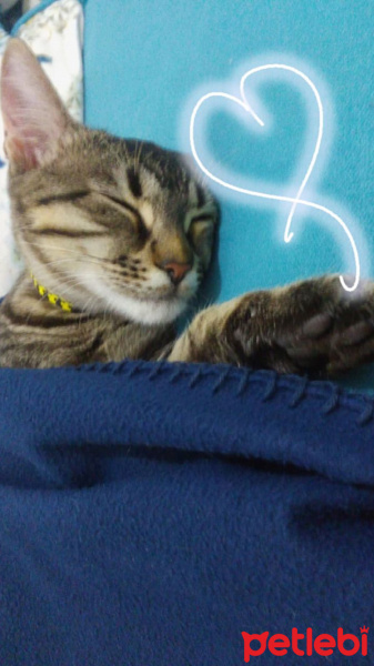 Tekir Kedi, Kedi  Eva fotoğrafı