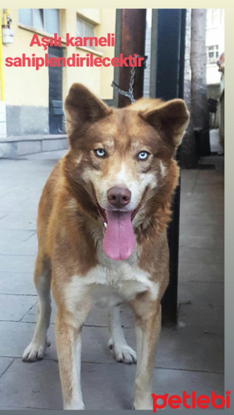 Sibirya Kurdu (Husky), Köpek  Efe fotoğrafı