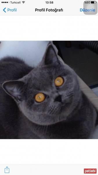 British Shorthair, Kedi  Balkız fotoğrafı