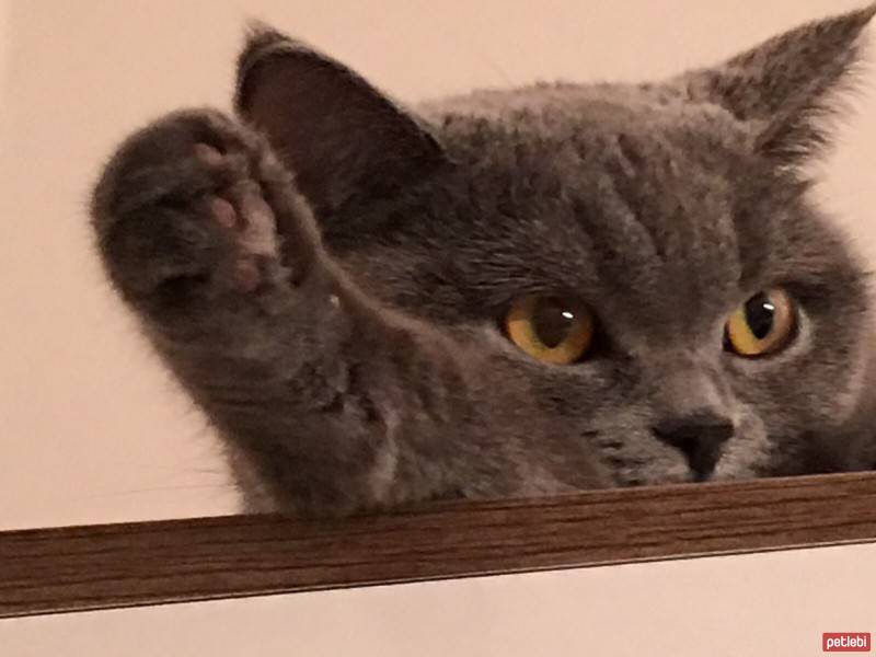 British Shorthair, Kedi  Balkız fotoğrafı