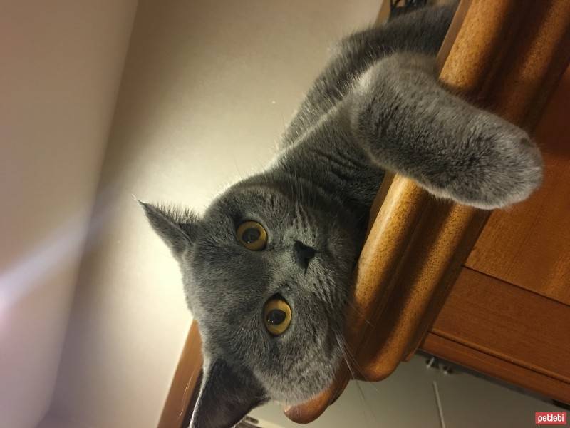 British Shorthair, Kedi  Balkız fotoğrafı