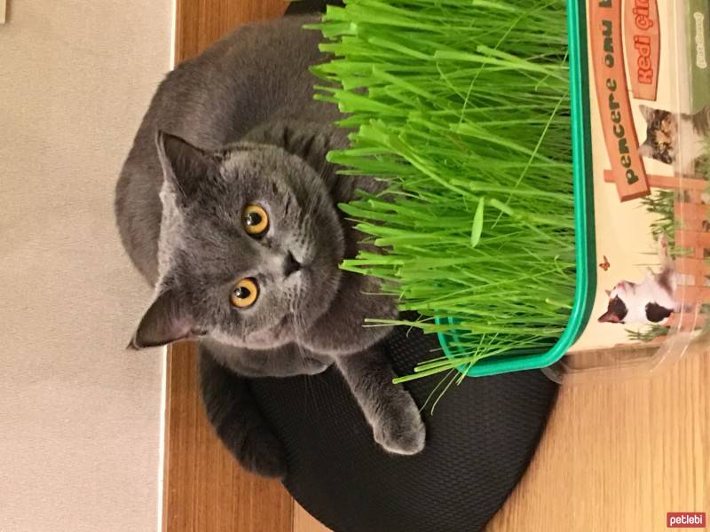 British Shorthair, Kedi  Balkız fotoğrafı