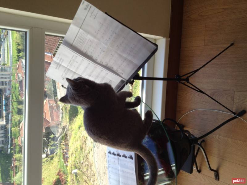 British Shorthair, Kedi  Balkız fotoğrafı