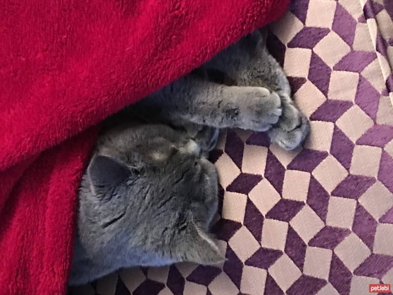 British Shorthair, Kedi  Balkız fotoğrafı
