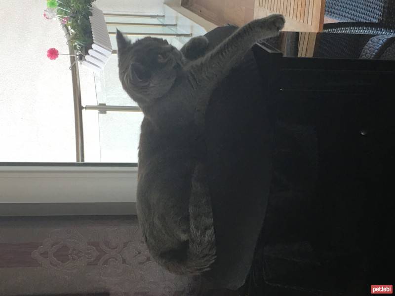 British Shorthair, Kedi  Balkız fotoğrafı