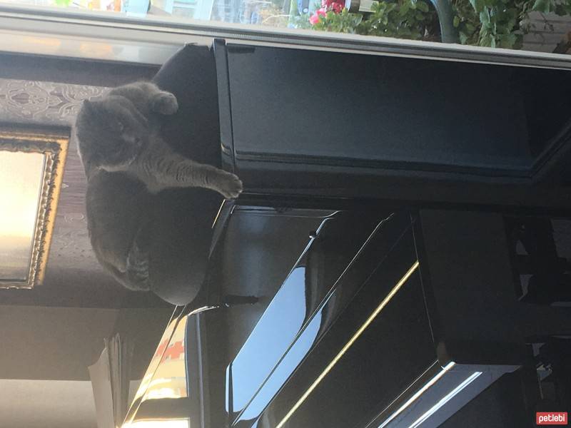 British Shorthair, Kedi  Balkız fotoğrafı