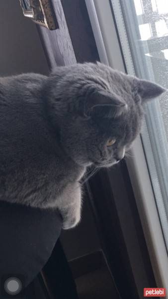 British Shorthair, Kedi  Balkız fotoğrafı