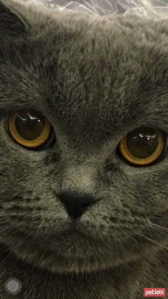 British Shorthair, Kedi  Balkız fotoğrafı