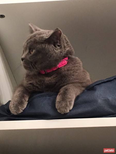 British Shorthair, Kedi  Balkız fotoğrafı