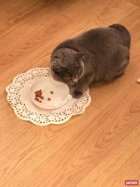 British Shorthair, Kedi  Balkız fotoğrafı
