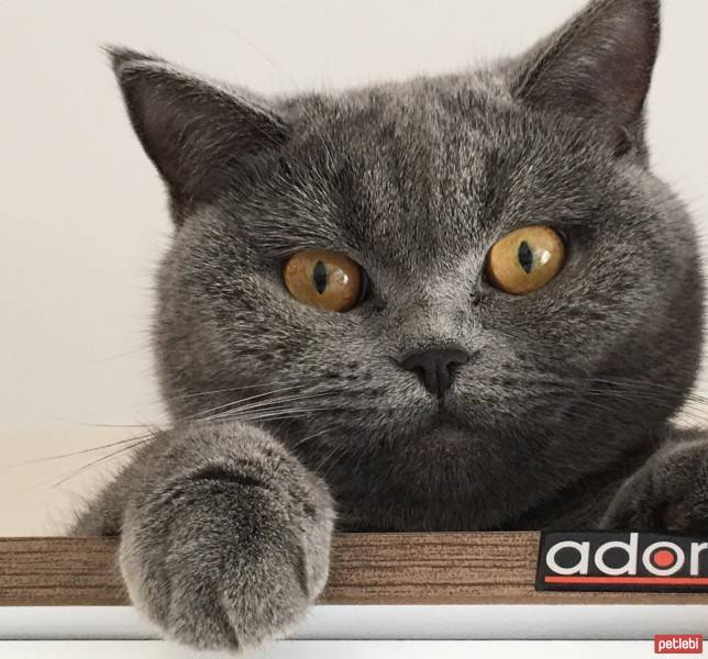 British Shorthair, Kedi  Balkız fotoğrafı
