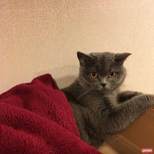 British Shorthair, Kedi  Balkız fotoğrafı