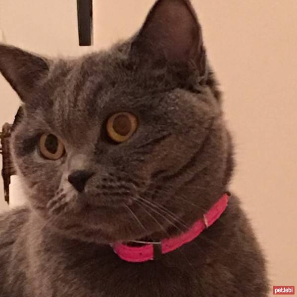 British Shorthair, Kedi  Balkız fotoğrafı