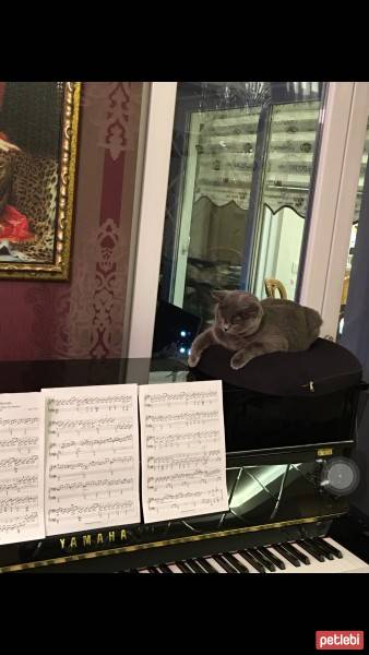 British Shorthair, Kedi  Balkız fotoğrafı