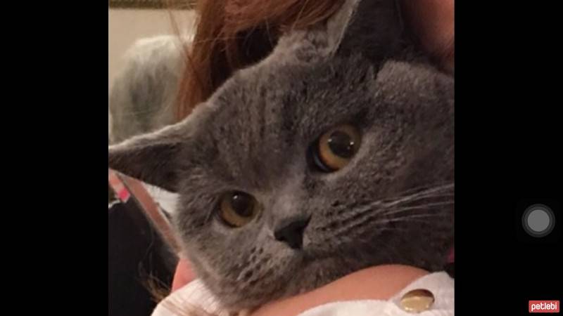 British Shorthair, Kedi  Balkız fotoğrafı