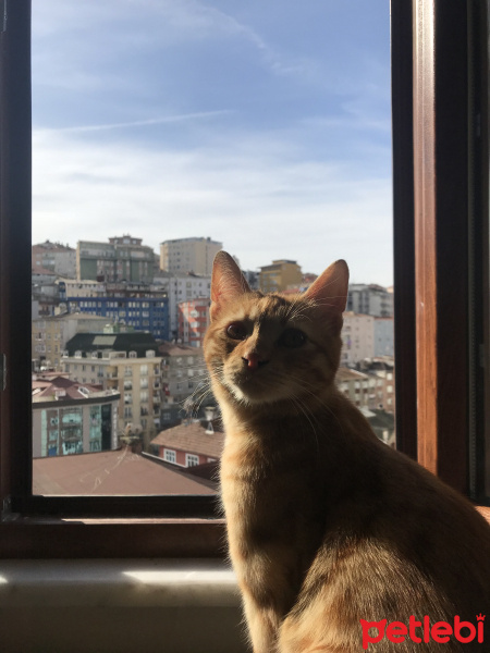 Tekir Kedi, Kedi  Kuzey fotoğrafı