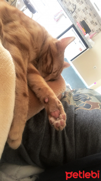 Tekir Kedi, Kedi  Kuzey fotoğrafı